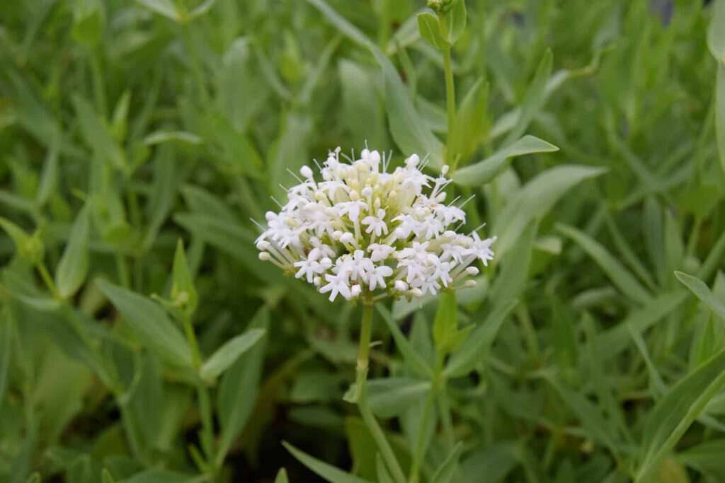 Centranthus ruber 'Albus' ---